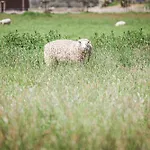 Friesenhof Benen Diken - Groten Hans * Tetenbull